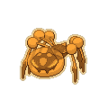 Gold Araquanid